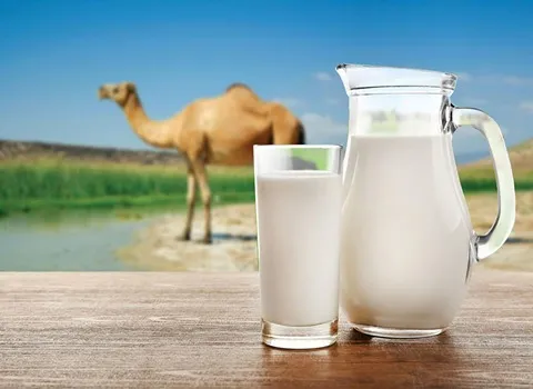 حليب الناقة في الجزائر؛ علاج الامراض الجبن الزبدة الآيس كريم Vitamin C