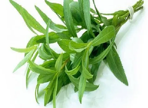 سعر الشراء بالجملة نبات الطرخون في سوريا رخيص ومعقول